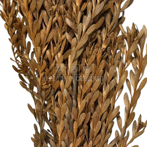 Buchet Stabilizat PUBESCENS Terracotta (culoare maro, 40-50 cm)
