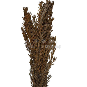 Buchet Stabilizat PUBESCENS Terracotta (culoare maro, 40-50 cm)