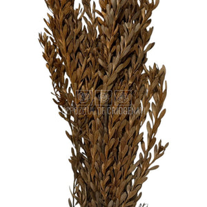 Buchet Stabilizat PUBESCENS Terracotta (culoare maro, 40-50 cm)