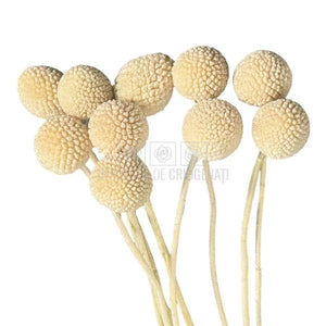CRASPEDIA FANCY WHITE Lulu (buchet 10 fire, 55-60 cm)