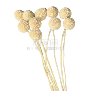 CRASPEDIA FANCY WHITE Lulu (buchet 10 fire, 55-60 cm)