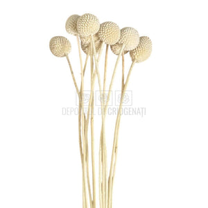 CRASPEDIA FANCY WHITE Lulu (buchet 10 fire, 55-60 cm)