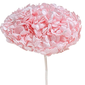 Hortensie Criogenata roz Premium DELICATE BABY PINK (buchet mare)