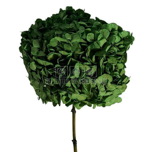 Hortensie Criogenata verde Premium EXQUISITE GREEN (buchet mare)