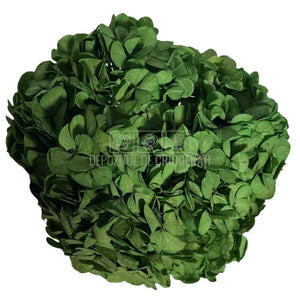 Hortensie Criogenata verde Premium EXQUISITE GREEN (buchet mare)