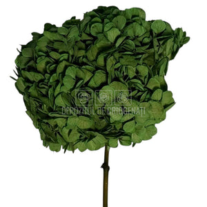 Hortensie Criogenata verde Premium EXQUISITE GREEN (buchet mare)