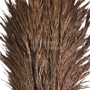 PAMPAS CHOCOLATE (buchet 5 fire, 80-90 cm)