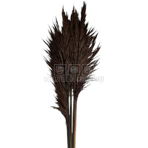 PAMPAS CHOCOLATE (buchet 5 fire, 80-90 cm)