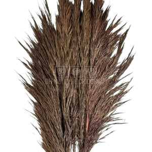 PAMPAS CHOCOLATE (buchet 5 fire, 80-90 cm)