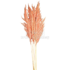 PAMPAS PASTEL PINK (buchet 5 fire, 80-90 cm)