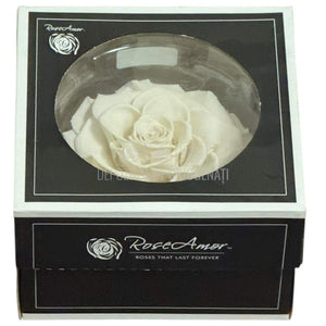 Trandafir Criogenat BONITA WHI-04 - Trandafiri Criogenati RoseAmor