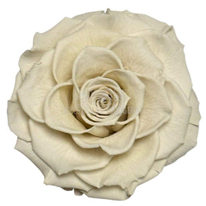 Trandafir Criogenat BONITA WHI-04 - Trandafiri Criogenati RoseAmor