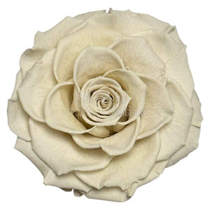 Trandafir Criogenat BONITA WHI-04 - Trandafiri Criogenati RoseAmor