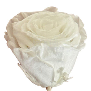 Trandafiri Criogenati Lulu L ANGELICAL WHITE (dia. 6-6,5cm, set 6 buc)