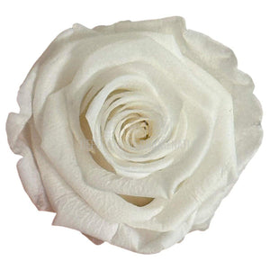 Trandafiri Criogenati Lulu L ANGELICAL WHITE (dia. 6-6,5cm, set 6 buc)