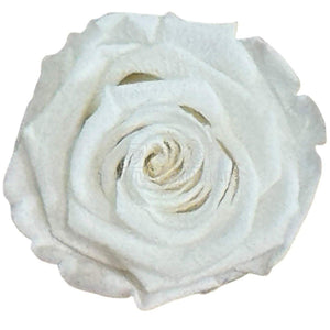 Trandafiri Criogenati Lulu L ANGELICAL WHITE (dia. 6-6,5cm, set 6 buc)