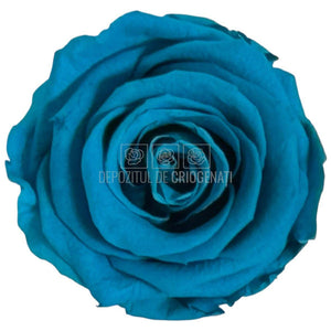 Trandafiri Criogenati Lulu L AUTHENTIC TURQUOISE (dia. 6-6,5cm, set 6 buc)