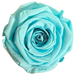 Trandafiri Criogenati Lulu L BLUE TIFFANY (dia. 6-6,5cm, set 6 buc)