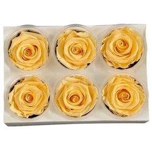 Trandafiri Criogenati Lulu L CHIC CHAMPAGNE (dia. 6-6,5cm, set 6 buc)