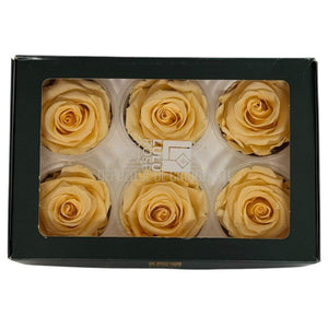 Trandafiri Criogenati Lulu L CHIC CHAMPAGNE (dia. 6-6,5cm, set 6 buc)