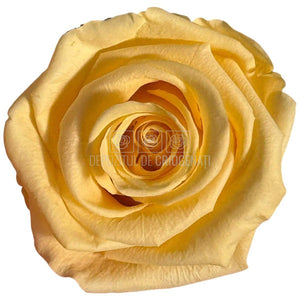 Trandafiri Criogenati Lulu L CHIC CHAMPAGNE (dia. 6-6,5cm, set 6 buc)