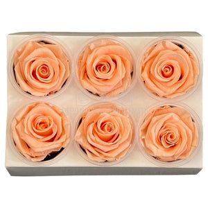 Trandafiri Criogenati Lulu L CORALICIOUS PEACH (dia. 6-6,5cm, set 6 buc)