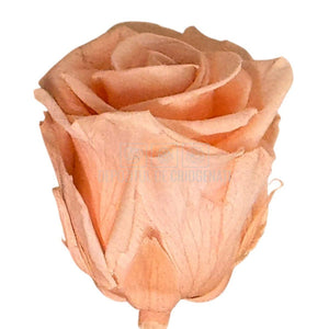 Trandafiri Criogenati Lulu L CORALICIOUS PEACH (dia. 6-6,5cm, set 6 buc)