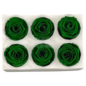 Trandafiri Criogenati Lulu L EXQUISITE GREEN (dia. 6-6,5cm, set 6 buc)