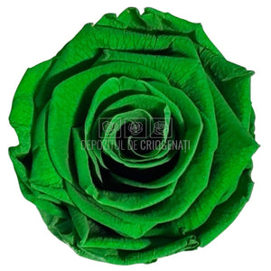 Trandafiri Criogenati Lulu L EXQUISITE GREEN (dia. 6-6,5cm, set 6 buc)