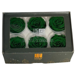 Trandafiri Criogenati Lulu L EXQUISITE GREEN (dia. 6-6,5cm, set 6 buc)