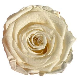 Trandafiri Criogenati Lulu L FANCY CREAM (dia. 6-6,5cm, set 6 buc)