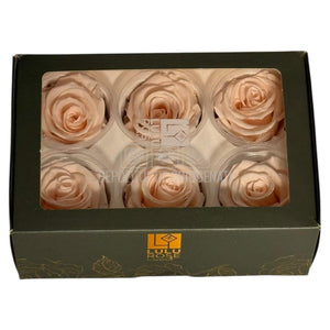 Trandafiri Criogenati Lulu L FASCINATING PORCELAIN (dia. 6-6,5cm, set 6 buc)