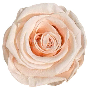 Trandafiri Criogenati Lulu L FASCINATING PORCELAIN (dia. 6-6,5cm, set 6 buc)