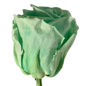 Trandafiri Criogenati Lulu L MAJESTIC LIGHT MINT (dia. 6-6,5cm, set 6 buc)