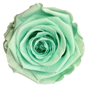 Trandafiri Criogenati Lulu L MAJESTIC LIGHT MINT (dia. 6-6,5cm, set 6 buc)