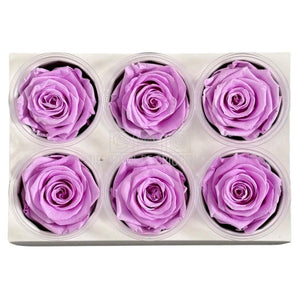 Trandafiri Criogenati Lulu L NOBEL LILIAC (dia. 6-6,5cm, set 6 buc)
