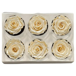 Trandafiri Criogenati Lulu L PEARLESCENT IVORY (dia. 6-6,5cm, set 6 buc)