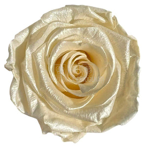 Trandafiri Criogenati Lulu L PEARLESCENT IVORY (dia. 6-6,5cm, set 6 buc)