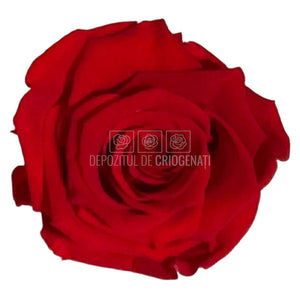 Trandafiri Criogenati Lulu L SUBLIME CHERRY RED (dia. 6-6,5cm, set 6 buc)