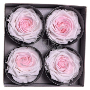 Trandafiri Criogenati PREMIUM BICOLOR - Alb cu Roz