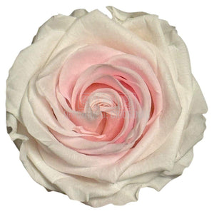 Trandafiri Criogenati PREMIUM BICOLOR - Alb cu Roz