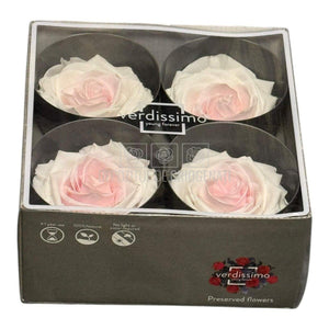 Trandafiri Criogenati PREMIUM BICOLOR - Alb cu Roz