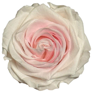 Trandafiri Criogenati PREMIUM BICOLOR - Alb cu Roz