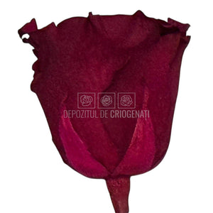 Trandafiri Criogenati RoseAmor XL PIN-02 - Set 6 buc