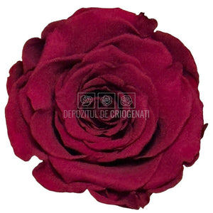 Trandafiri Criogenati RoseAmor XL PIN-02 - Set 6 buc