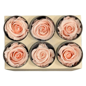 Trandafiri Criogenati STANDARD DUSTY PINK (dia. 5-5,5cm; set 6 buc /cutie)