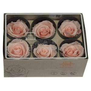 Trandafiri Criogenati STANDARD DUSTY PINK (dia. 5-5,5cm; set 6 buc /cutie)