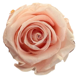 Trandafiri Criogenati STANDARD DUSTY PINK (dia. 5-5,5cm; set 6 buc /cutie)