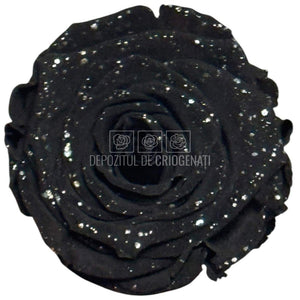 Trandafiri Criogenati XL BLA GALAXY - set 6 buc RoseAmor