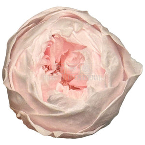 Trandafiri Criogenati set 6 buc - NIKI PIN-99